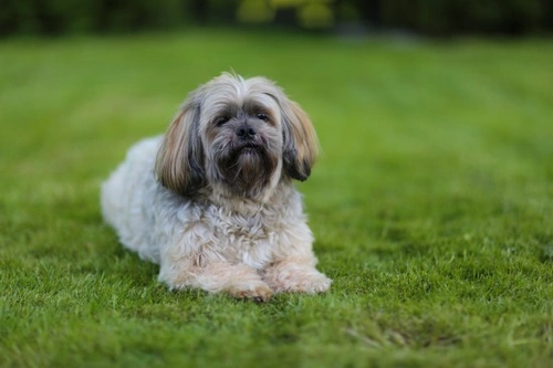 Why Small Dogs Develop Pyloric Stenosis and Pylorospasm