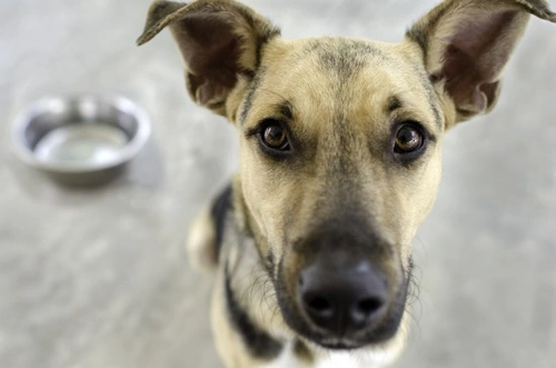 Making a Cat or Dog Food Complaint: How to Raise Your Concern