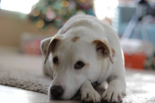 5 Free Christmas Activities to Enjoy with Your Dog