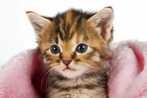 Feline Influenza and Cat Flu: Symptoms, Treatment & Prevention