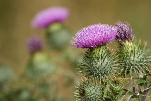 Milk Thistle Benefits for Laminitis in Horses
