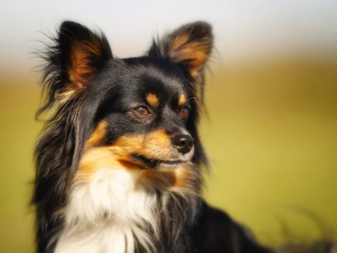 Cuatro razas de perros con sorprendentes habilidades de caza