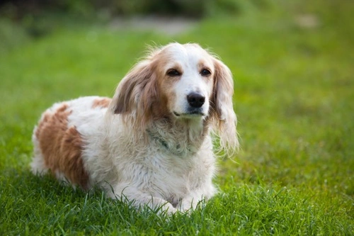 10 Essential Tips for Caring for Dogs With Diabetes