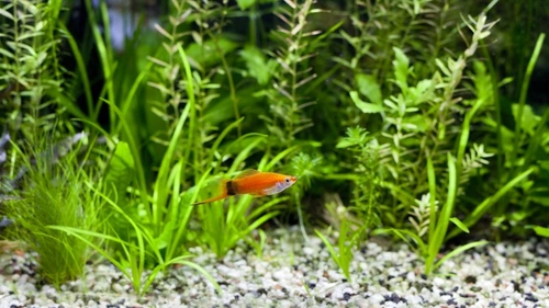 Tips for Keeping Fish Tank Water Crystal Clear