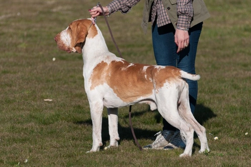 Bracco Italiano: Essential FAQs and Care Guide