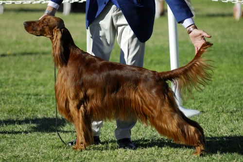 Top Dog Breeds Most Successful at Crufts Best in Show