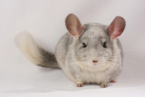 10 Essential Tips for Chinchilla Owners in the UK