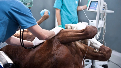 Blodbad när Stephans häst trampade genom golvet