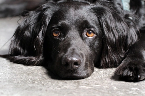 Managing Problems from Insulin Injections in Diabetic Dogs