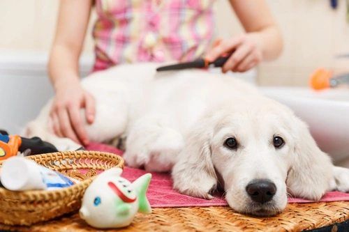 Top Grooming Tips Every New Dog Owner Must Know