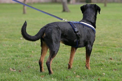Irish Councillor Causes Stir Over Ten Dog Breed Warnings