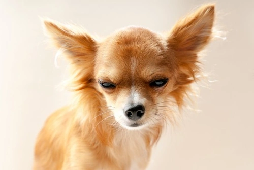 What Causes Stubbornness in Dogs? Understanding Key Factors