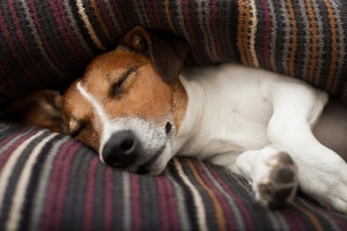 How to help a restless dog sleep better at night