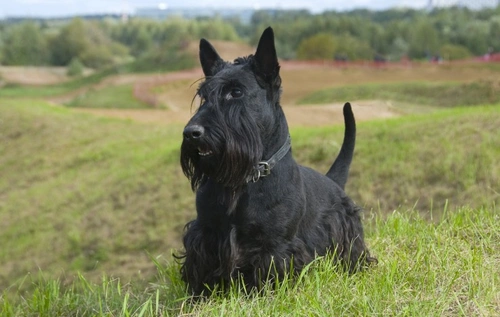 Bladder cancer in dogs: causes, symptoms & treatment