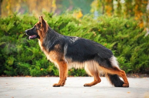 German Shepherd Longevity & Hereditary Health Guide