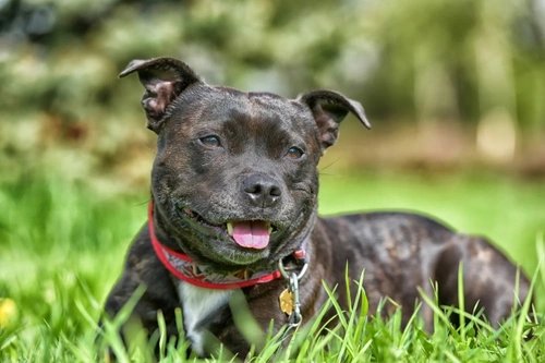 Dog theft in the UK: Rising concerns & breed risks revealed