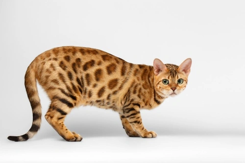 Cat Breeding: Is it the Right Choice for You?