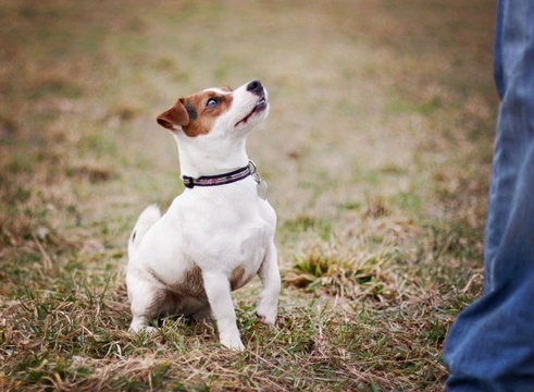 Probióticos para Perros: Beneficios, Tipos y Guía de Uso