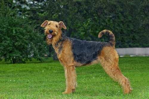 5 Fascinating Facts About the Airedale Terrier