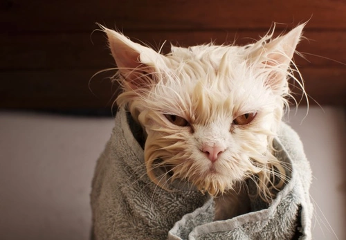 Cómo bañar a un gato con mínimo estrés: guía paso a paso