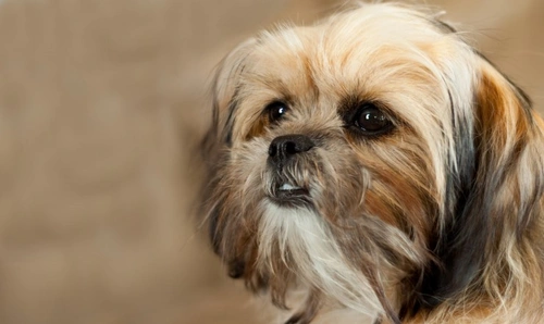 Is a Shorkie the Right Small Dog for You? Key 5 Facts