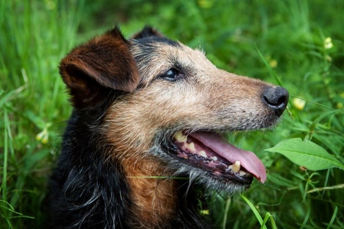 Canine Congestive Heart Failure: Causes, Symptoms & Care