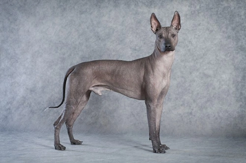 7 razas de perros impresionantes con apariencia única