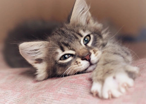 Secrets to Keeping Your Cat Content and Happy