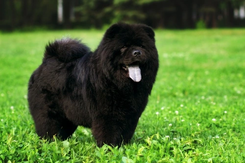 Colour Dilution Alopecia in Dogs: Causes, Signs & Management