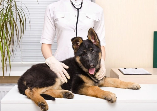 My Puppy Has Hip Dysplasia: What You Should Do Now