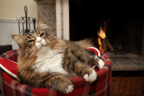 Cómo ayudar a los gatos callejeros a mantenerse calientes y seguros en invierno