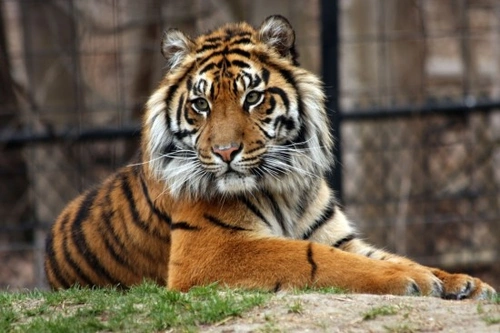 Animals in the headlines: Latest UK & global news