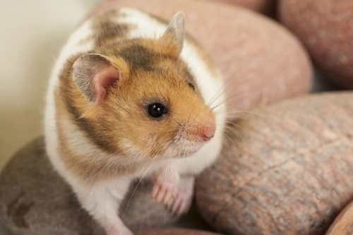 How to Find a Lost Hamster: 7 Effective Tips