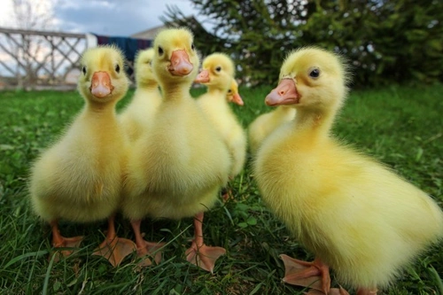 How to Treat Wry Neck in Ducklings and Chicks Effectively