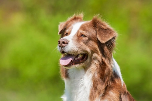 Anemia aplásica en perros: causas, síntomas y tratamiento