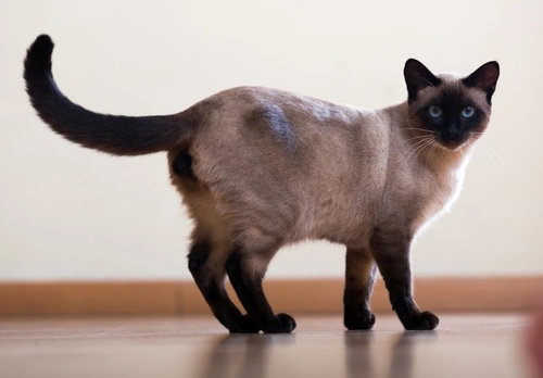 Gatos siameses y enfermedad vestibular: causas, síntomas y cuidados