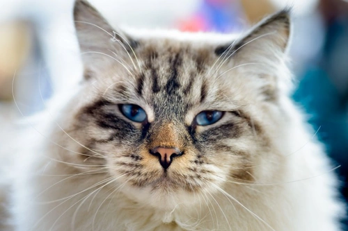 Is a Ragamuffin Cat Right for You? Full Guide