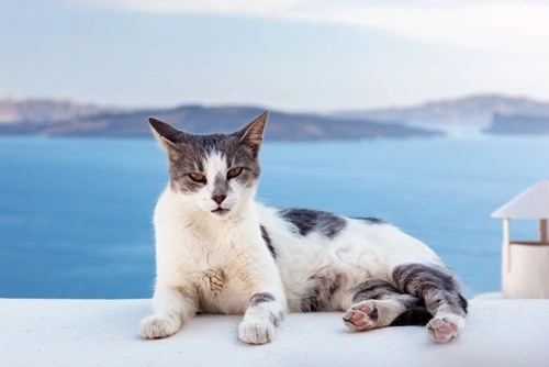 All about the Aegean Cat: Origins, Care & Personality