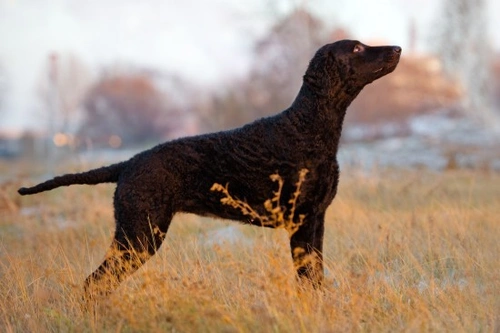 Retriever de Pelo Rizado: ¿Es Este Perro Activo para Ti?