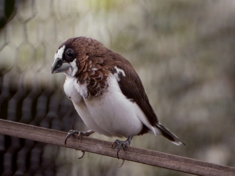 Common Illnesses in Finches: Symptoms and Treatments