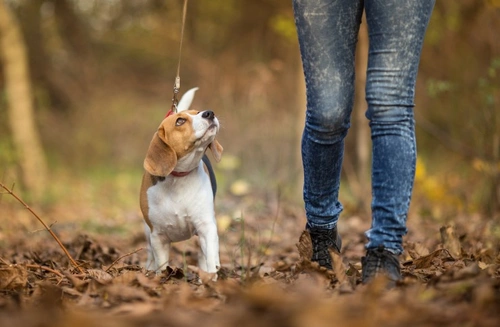Fun Dog Activities for Every Month: 2025 UK Guide