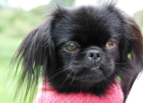 Undershot Jaw Issues in Pekingese: Causes and Care