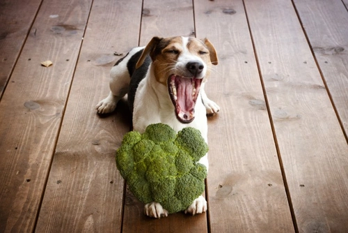 Pros and Cons of Feeding Your Dog a Lacto-Ovo Diet