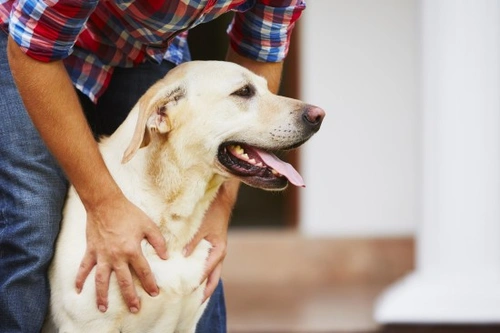 Do Owners Influence Dogs' Behaviour? A 2025 Guide