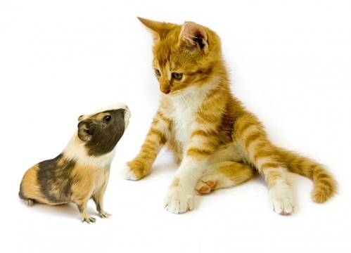 Can Cats and Small Furry Pets Live Together Safely?