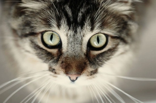 Glaucoma in Cats: Causes, Symptoms & Treatment Guide