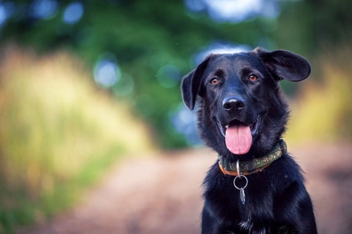 How to Tell If Your Dog Respects You: Key Signs to Watch