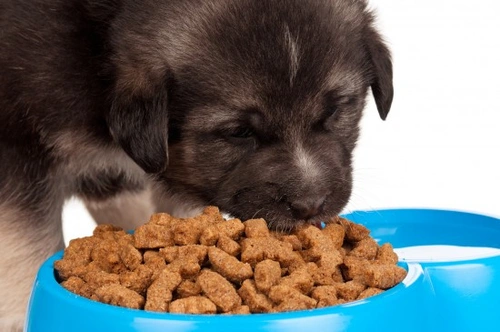 10 Unusual Dog Food Ingredients and Their Benefits