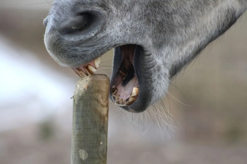 Horses That Weave, Box Walk, Crib Bite or Windsuck: Understanding & Managing