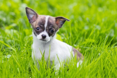 7 Big Myths About How Dogs Feel Pain — What Owners Must Know